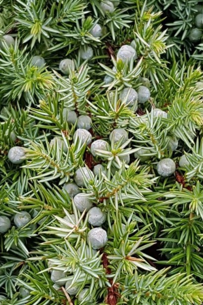 Темно-блакитні шишко-ягоди з сизим нальотом ялівця Шлягер